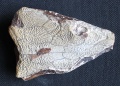 12 Trematosaurus T1.jpg