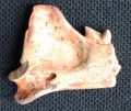 37 Hyaenodon Eo.jpg