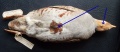 Среднерусская серая куропатка Самец брюхо1.jpg