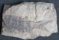 10 Palaeoniscus C1.jpg